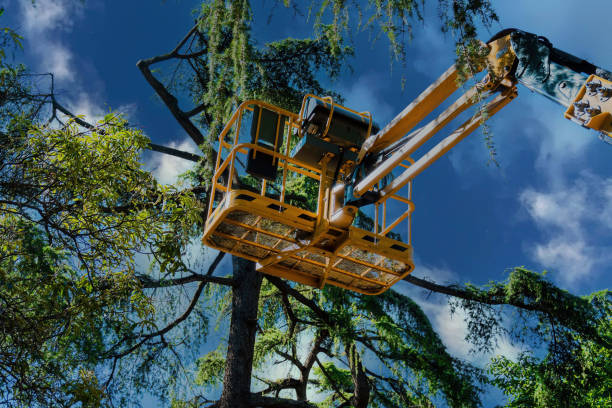 Best Tree Cutting Near Me  in West Frankfort, IL